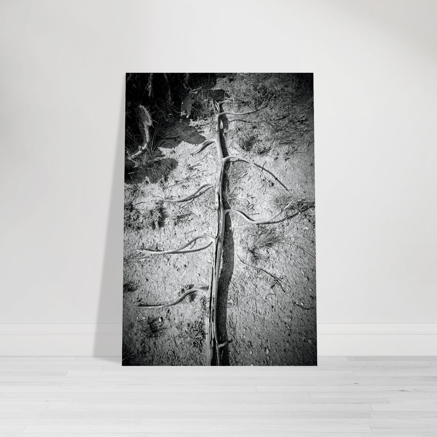 Black and White Photographic Print of abstract dead plant in Marfa Texas by Allison Cartwright at Found Art Studio.