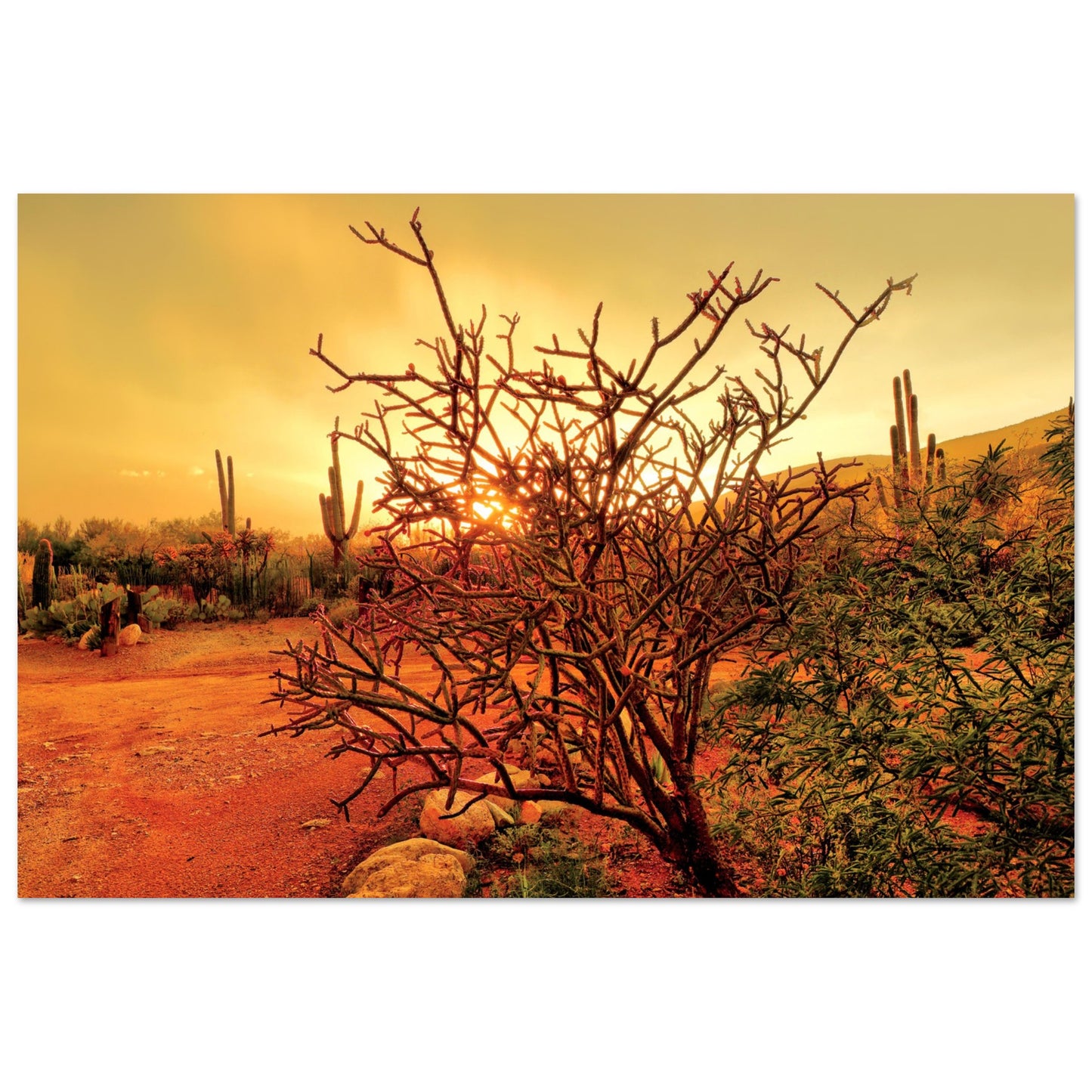 Photographic Print of Sunset in Tucson of Pencil Cactus in Green, Yellow and Orange by Allison Cartwright at Found Art Studio