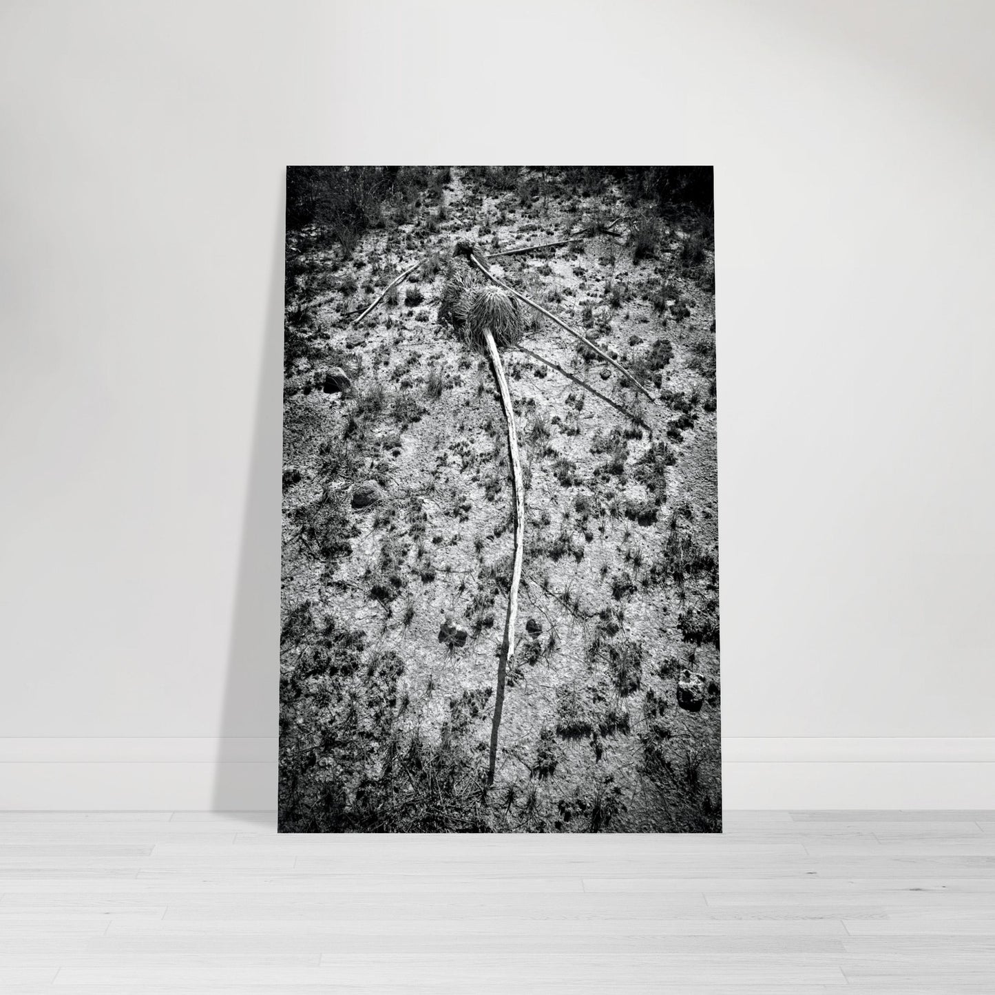 Black and White Photographic Print of abstract dead plant in Marfa Texas by Allison Cartwright at Found Art Studio.