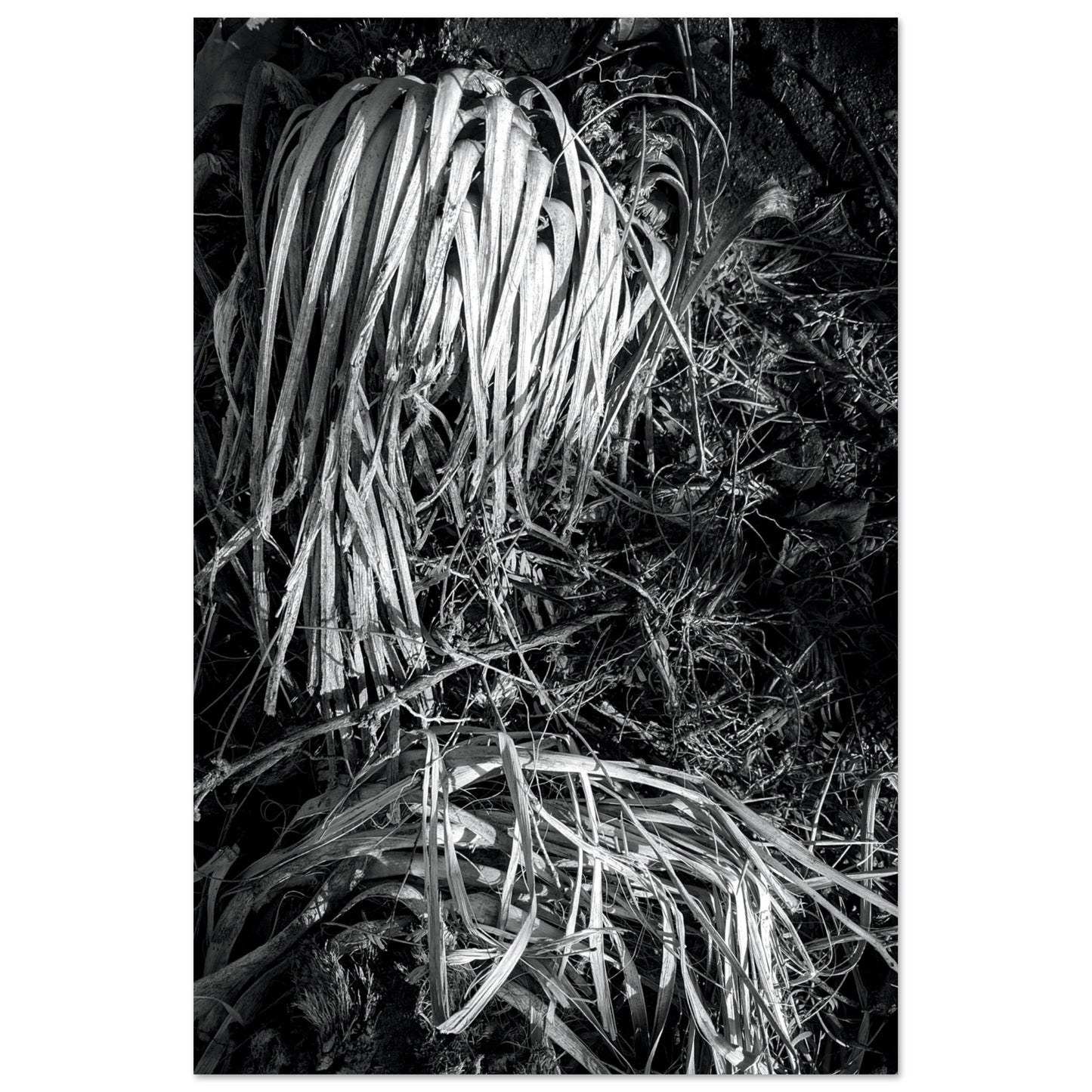 Black and White Photographic Print of abstract dead plant in Marfa Texas by Allison Cartwright at Found Art Studio