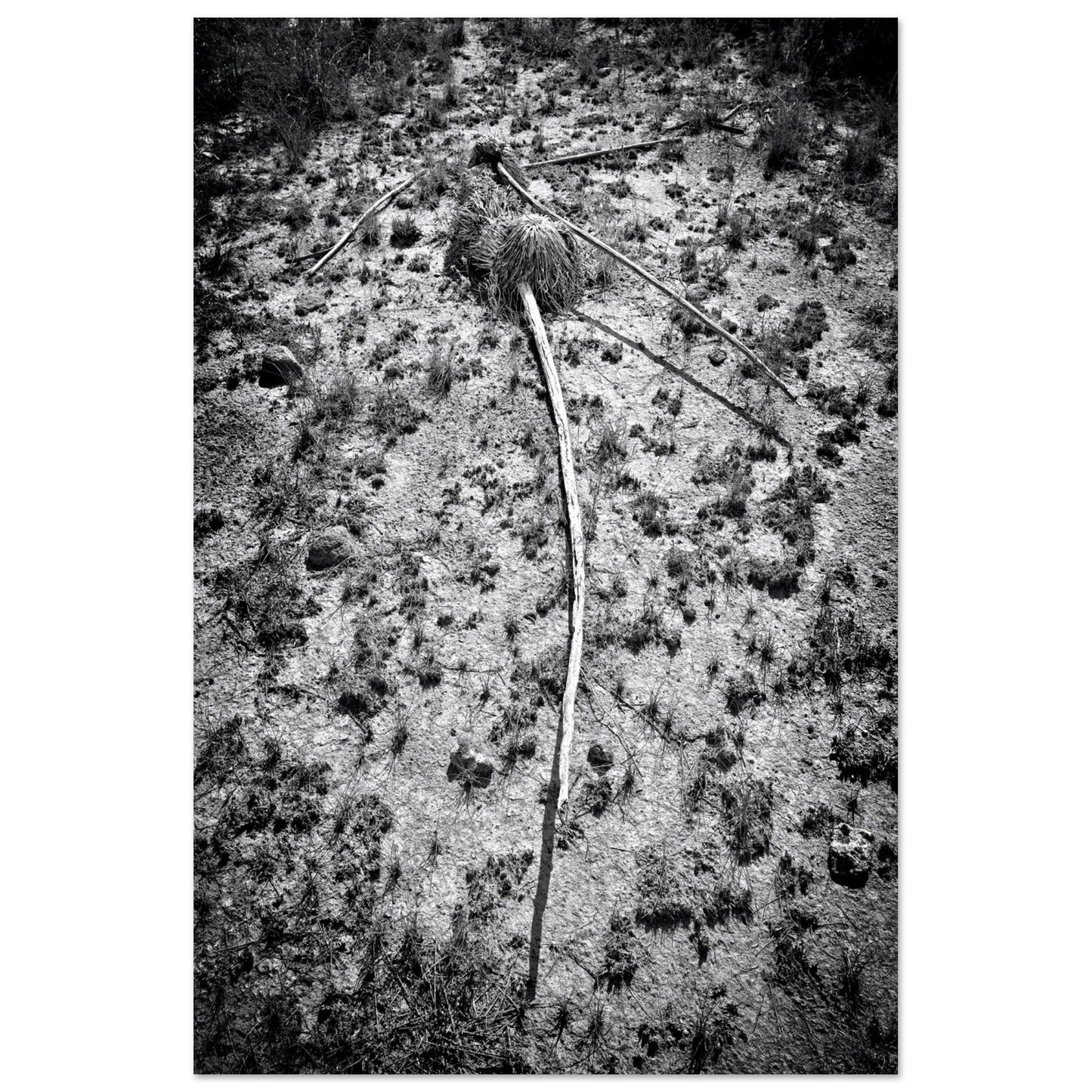 Black and White Photographic Print of abstract dead plant in Marfa Texas by Allison Cartwright at Found Art Studio.