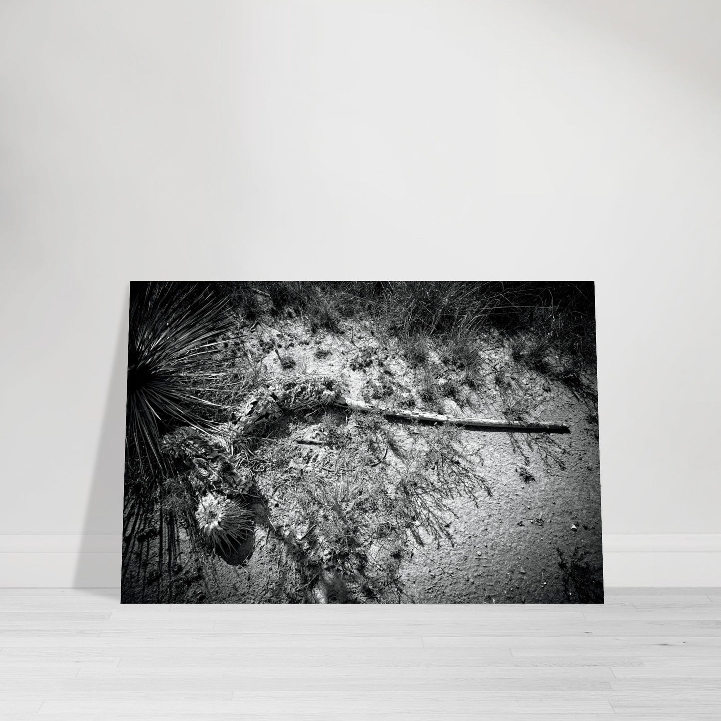 Black and White Photographic Print of abstract dead plant in Marfa Texas by Allison Cartwright at Found Art Studio.