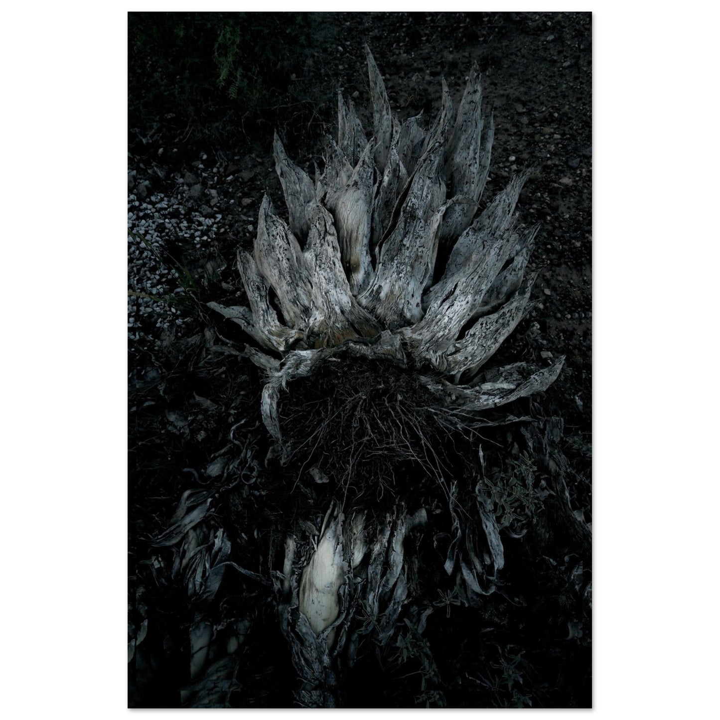 Black and White Photographic Print of abstract dead desert plant in Marfa Texas by Allison Cartwright at Found Art Studio.
