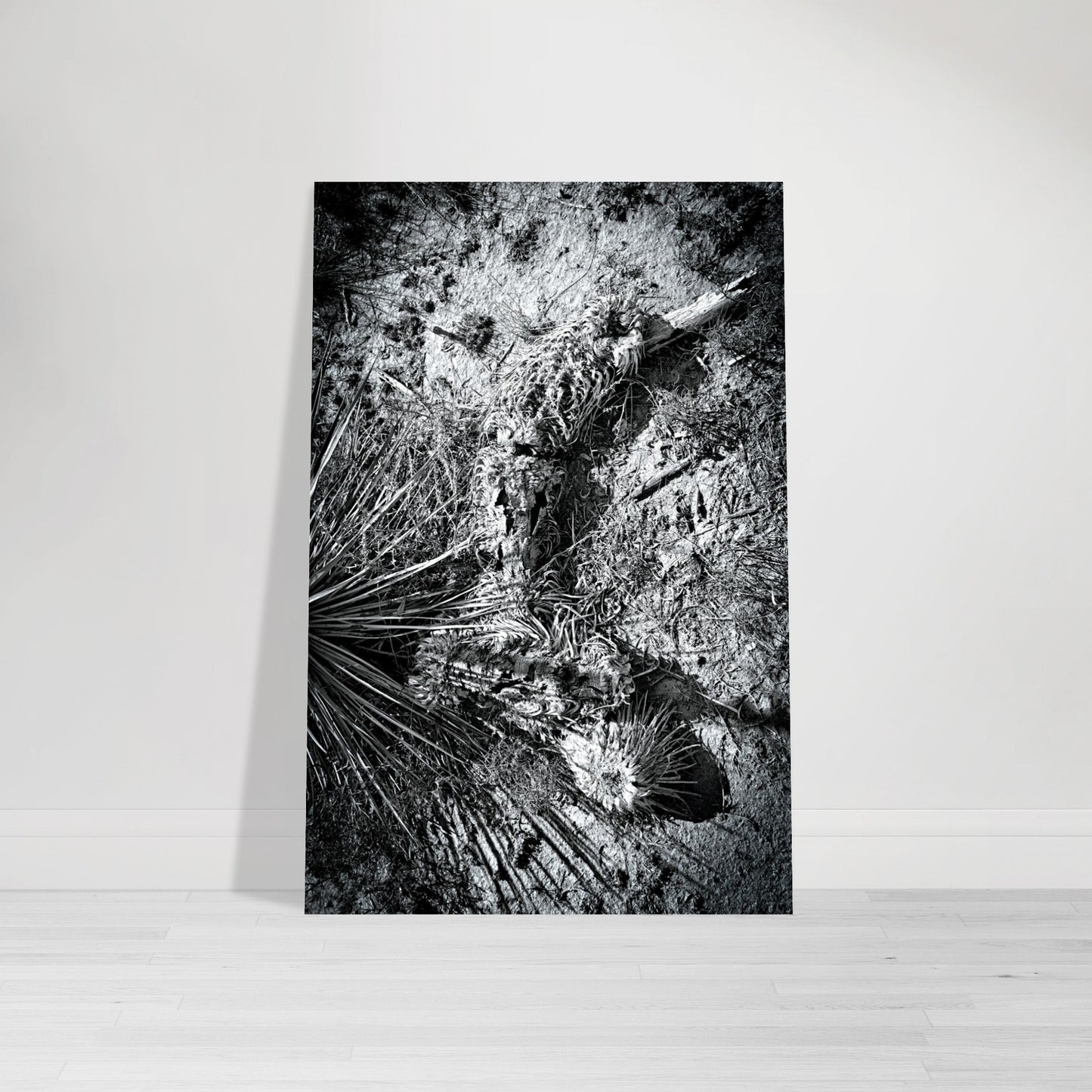 Black and White Photographic Print of abstract dead plant in Marfa Texas by Allison Cartwright at Found Art Studio.