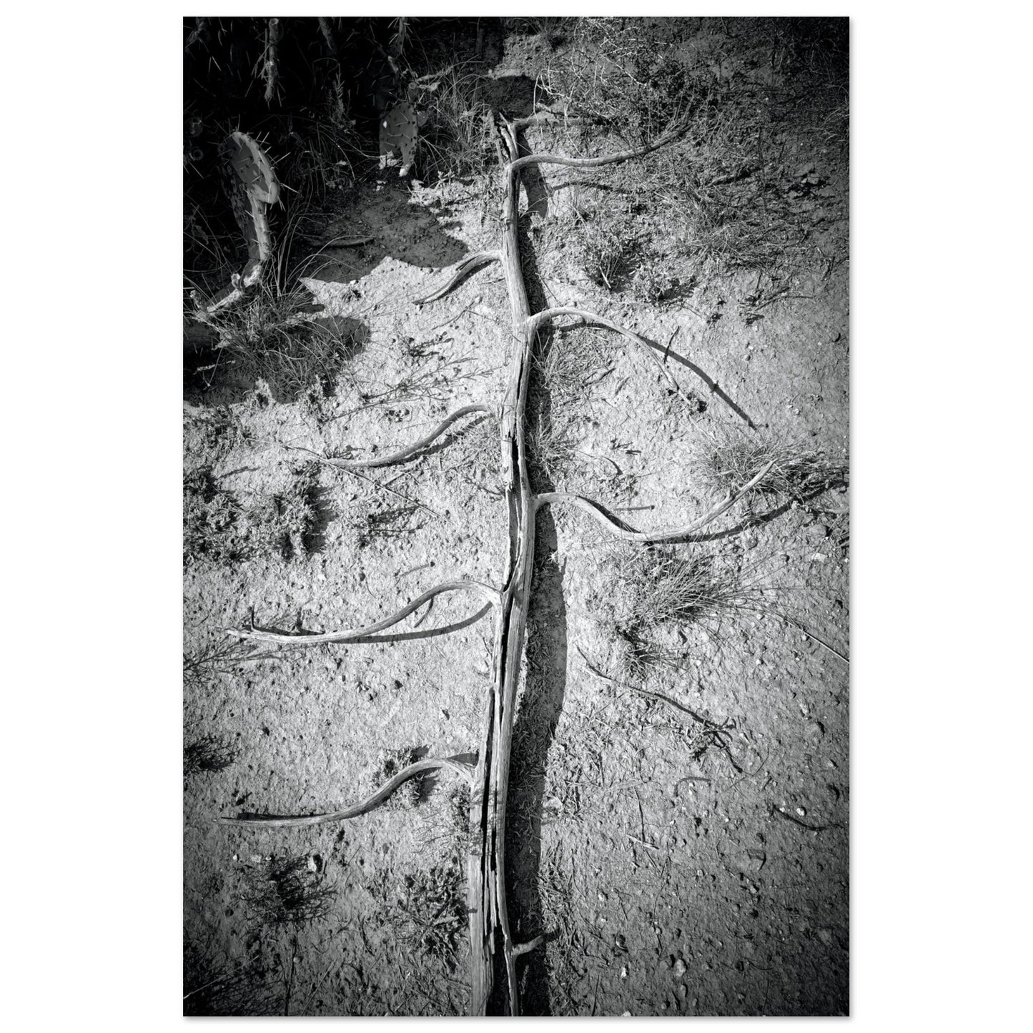 Black and White Photographic Print of abstract dead plant in Marfa Texas by Allison Cartwright at Found Art Studio.