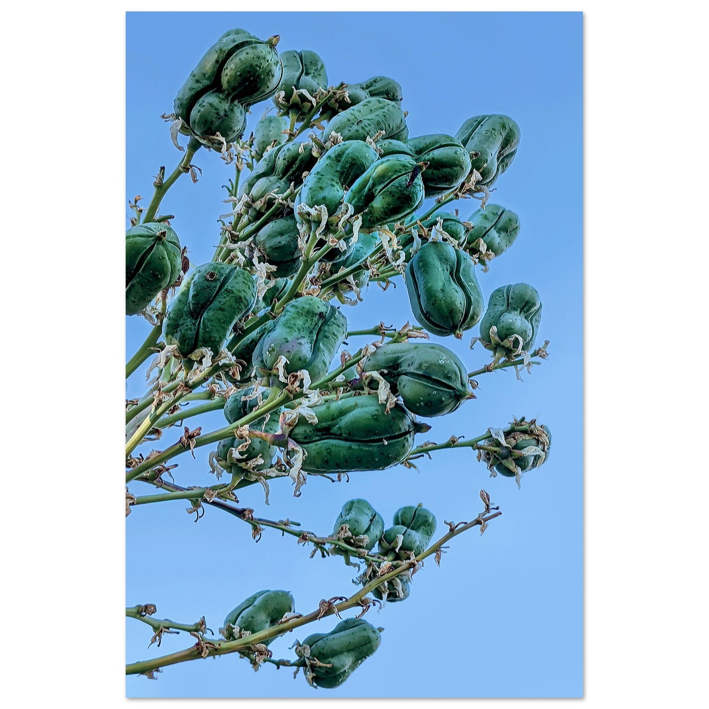 Blue and Green Photographic Print of abstract dead desert plant in Marfa Texas by Allison Cartwright at Found Art Studio.