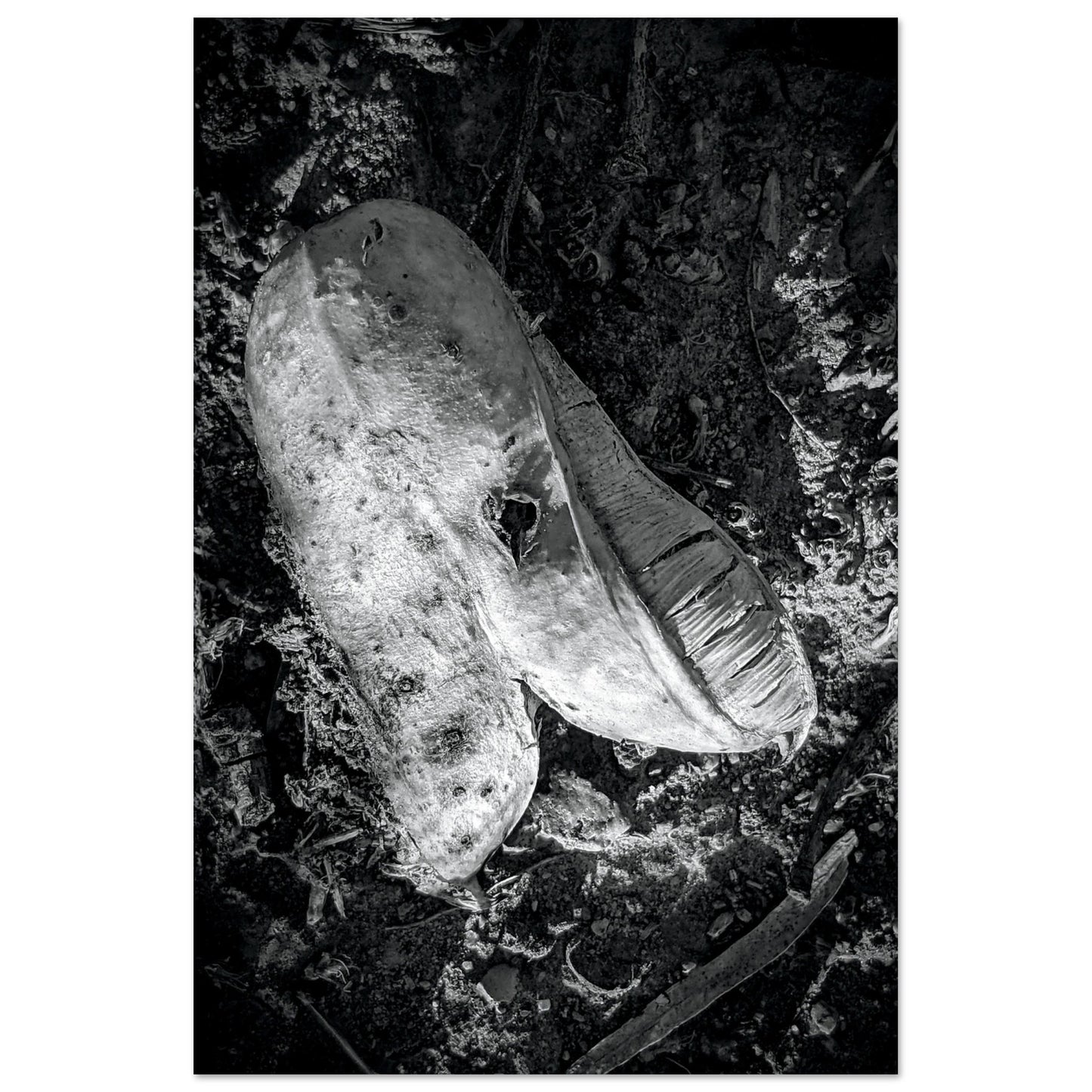 Black and White Photographic Print of abstract dead plant in Marfa Texas by Allison Cartwright at Found Art Studio.