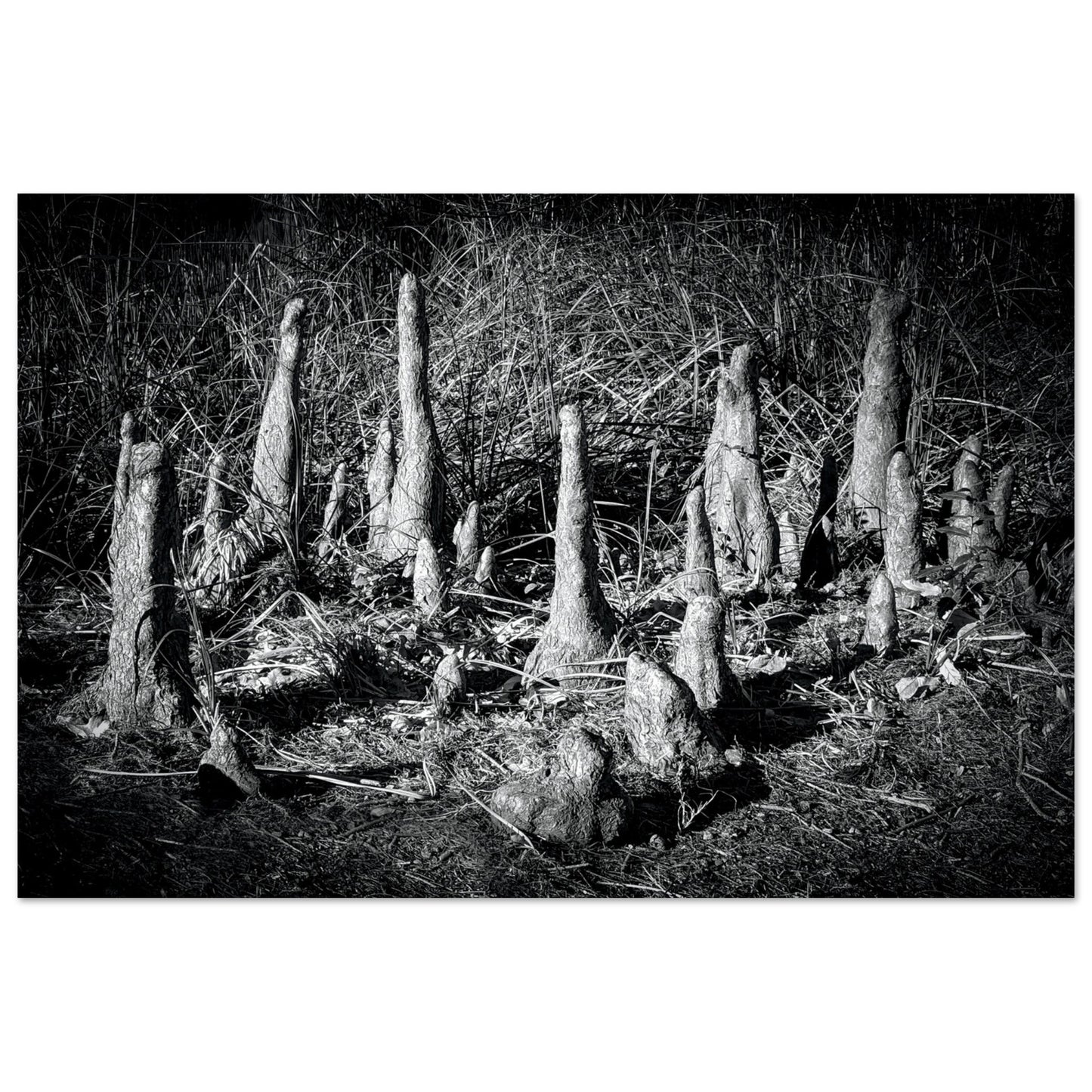 Black and White Photographic Print of abstract dead desert plant in Marfa Texas by Allison Cartwright at Found Art Studio.