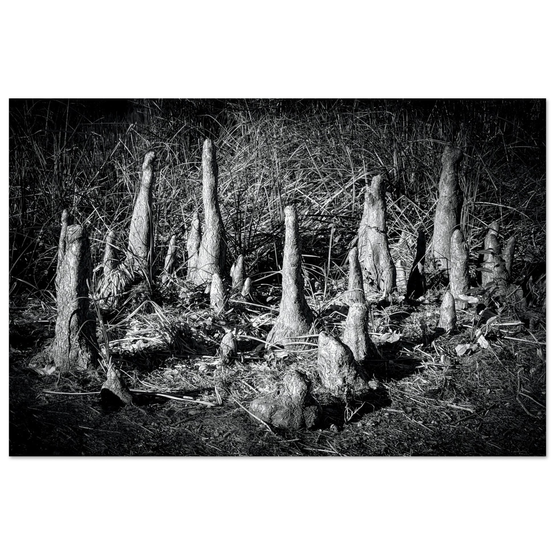 Black and White Photographic Print of abstract dead desert plant in Marfa Texas by Allison Cartwright at Found Art Studio.