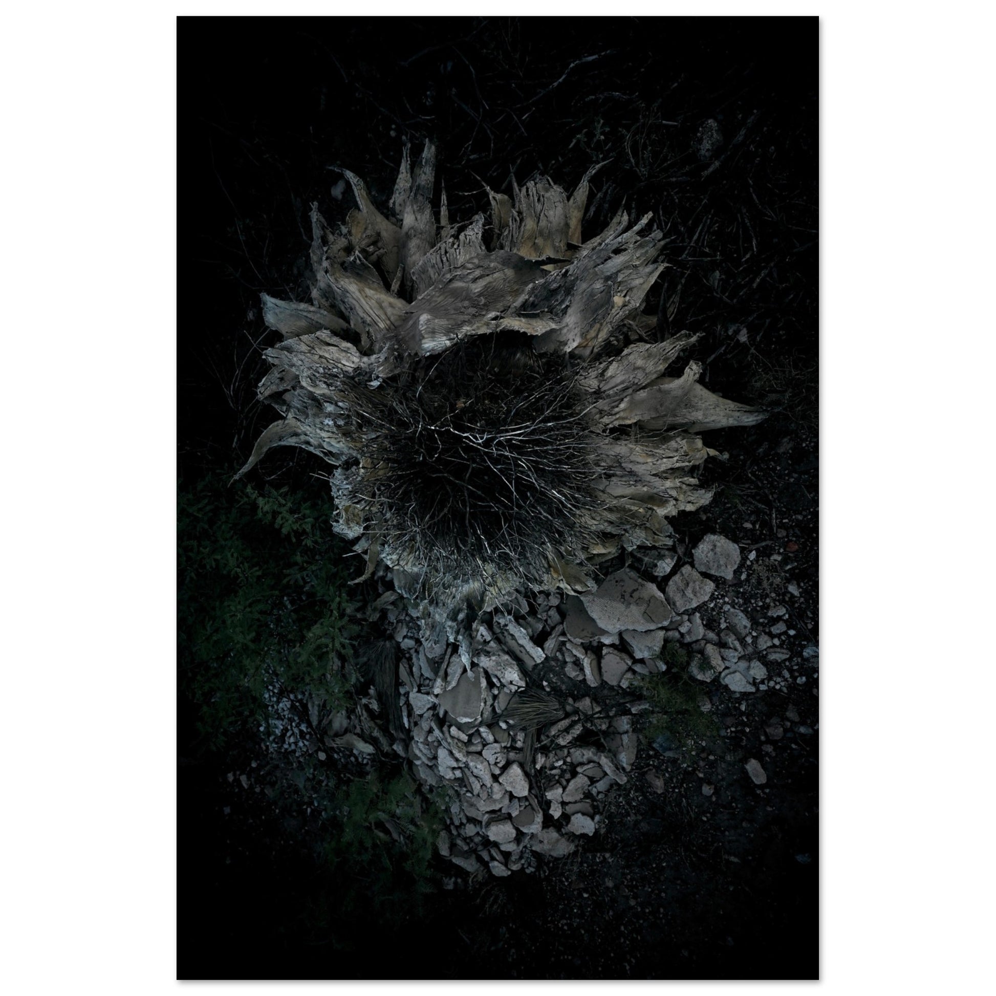 Black and White Photographic Print of abstract dead desert plant in Marfa Texas by Allison Cartwright at Found Art Studio.