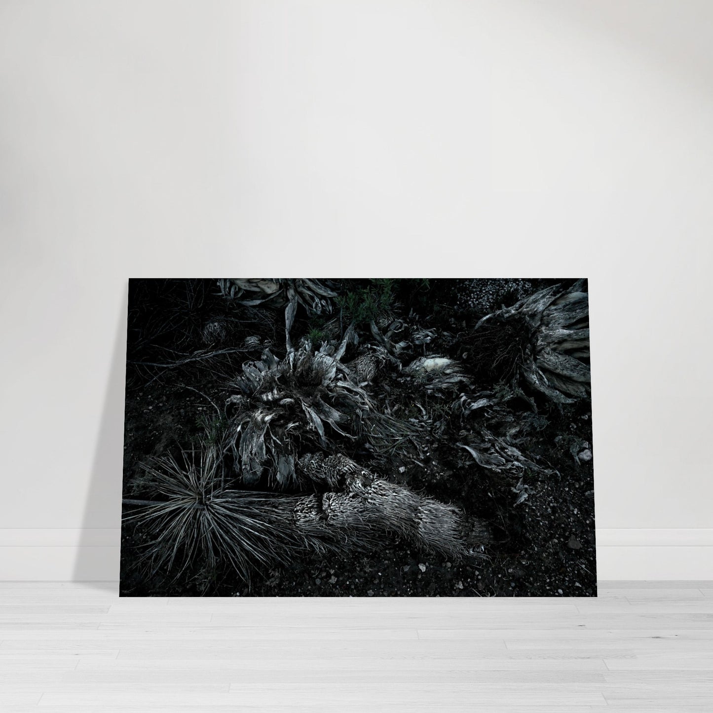 Black and White Photographic Print of abstract dead plant in Marfa Texas by Allison Cartwright at Found Art Studio.