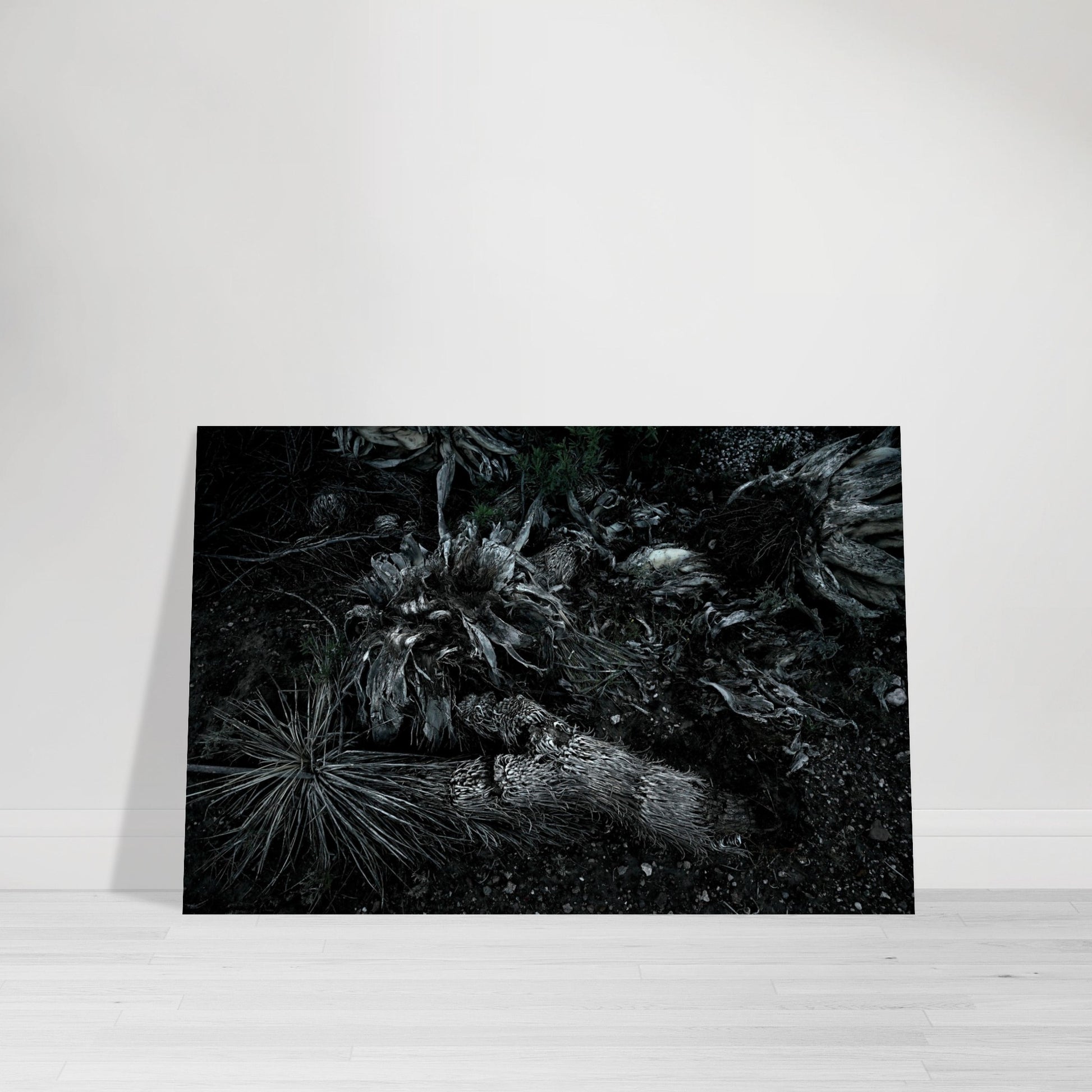 Black and White Photographic Print of abstract dead plant in Marfa Texas by Allison Cartwright at Found Art Studio.