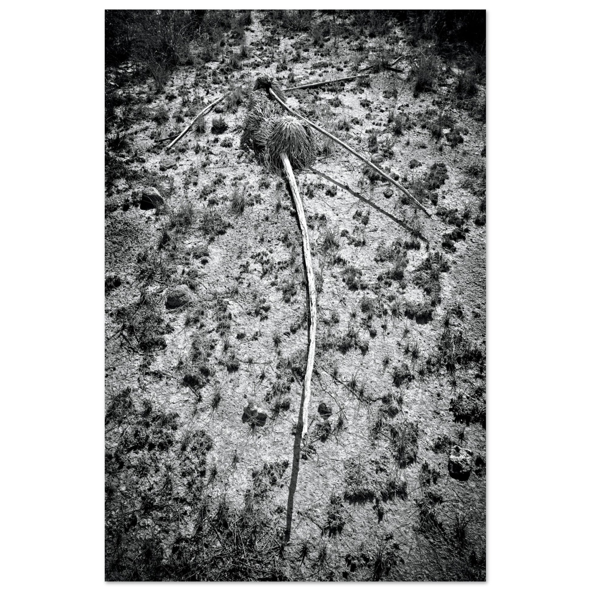 Black and White Photographic Print of abstract dead plant in Marfa Texas by Allison Cartwright at Found Art Studio.