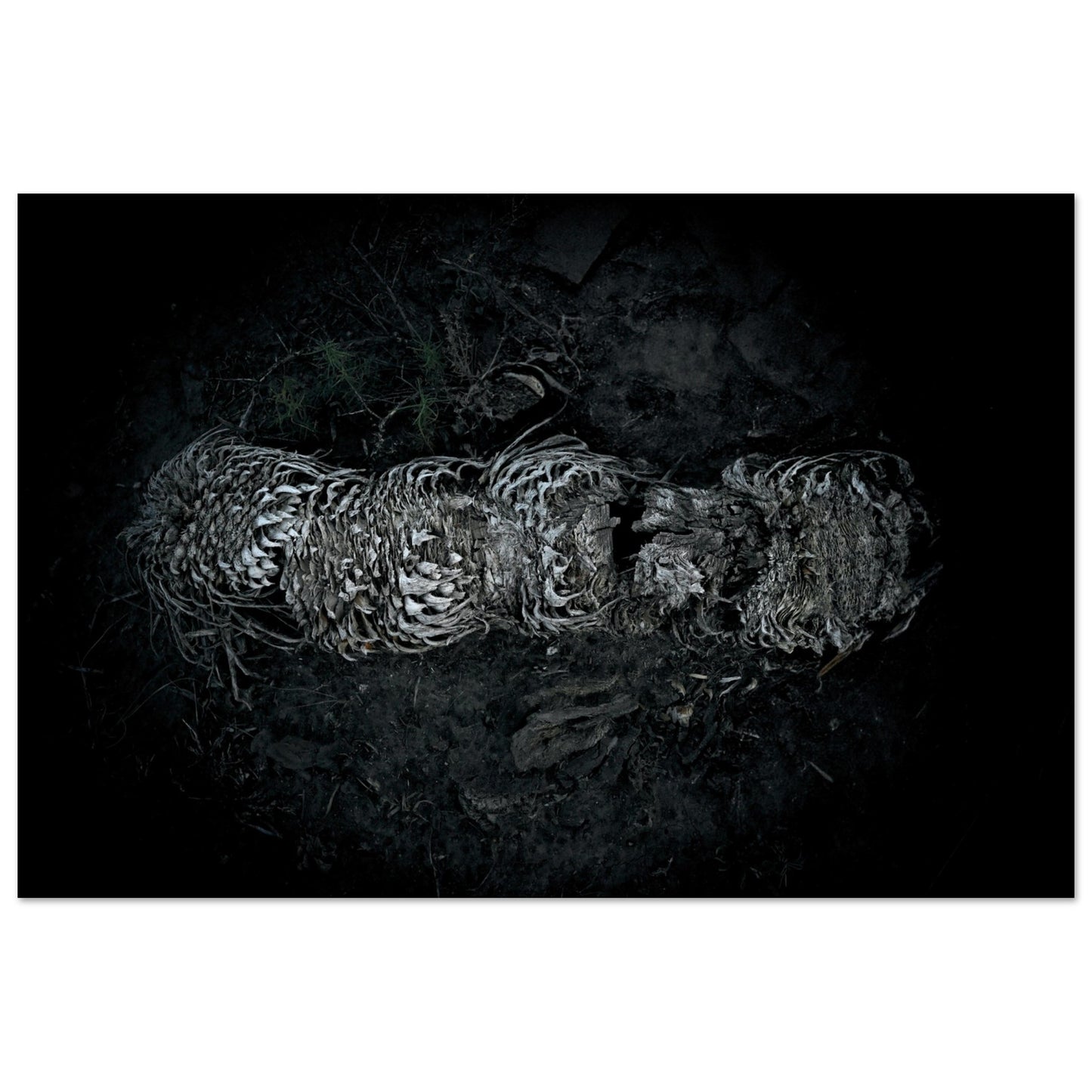 Black and White Photographic Print of abstract dead plant in Marfa Texas by Allison Cartwright at Found Art Studio.