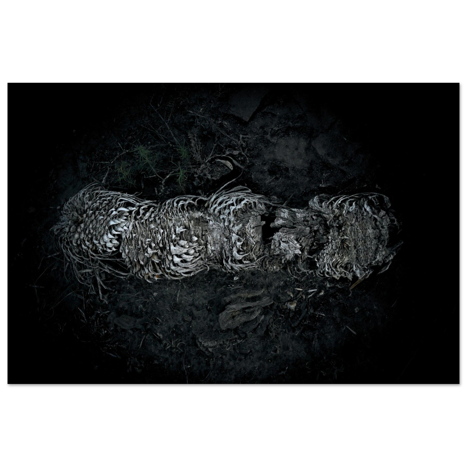 Black and White Photographic Print of abstract dead plant in Marfa Texas by Allison Cartwright at Found Art Studio.