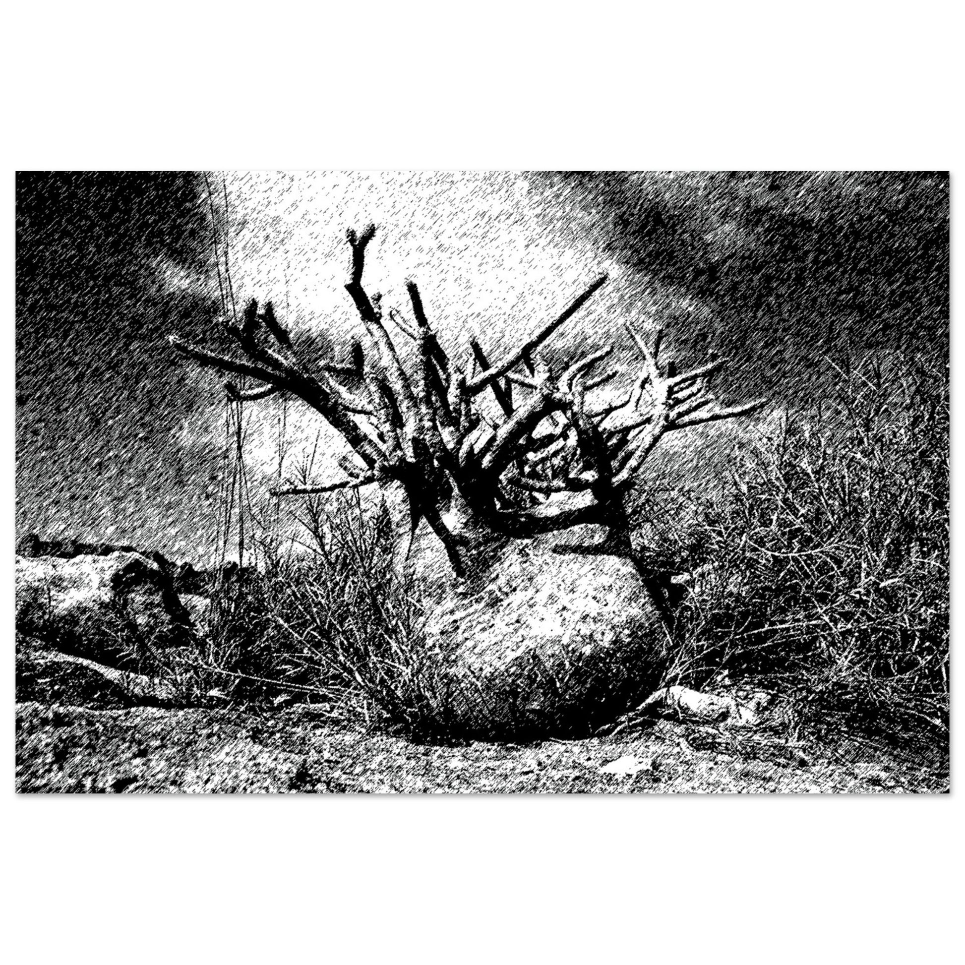 Black and White Photographic Print of Original Scratch Art. Strange Plant.  by Allison Cartwright at Found Art Studio