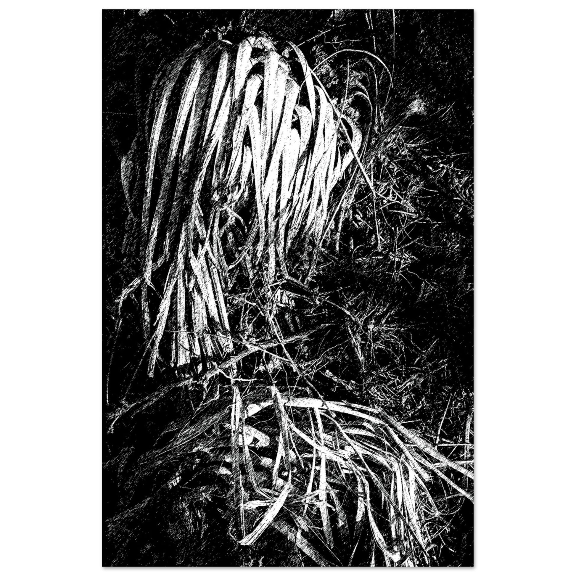 Black and White Photographic Print of Original Scratch Art. Strange Dead Desert Plant. by Allison Cartwright at Found Art Studio